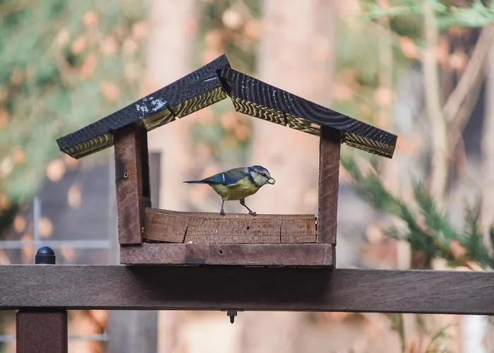 Forrest Эрмело